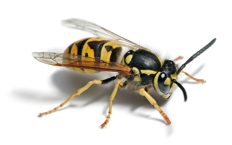 What are some characteristics of predatory wasps?
