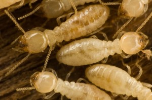 Termite Control Birmingham AL 