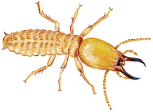 Termite Control Birmingham AL